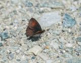 Zwitserse Glanserebia / Swiss Brassy Ringlet