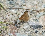Bergmoerasparelmoervlinder / Alpine Marsh Fritillary / Euphydryas aurinia glaciegenita