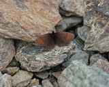 Gewone Dauwerebia / Dewy Ringlet