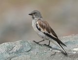 Sneeuwvink / White-winged Snowfinch