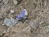 Alpenblauwtje / Alpine Argus