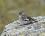 Sneeuwvink / White-winged Snowfinch