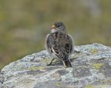 Sneeuwvink / White-winged Snowfinch