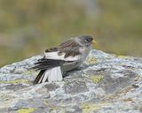 Sneeuwvink / White-winged Snowfinch
