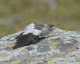 Sneeuwvink / White-winged Snowfinch