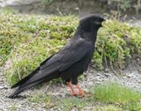 Alpenkauw / Alpine Chough or Yellow-billed Chough