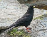 Alpenkauw / Alpine Chough or Yellow-billed Chough