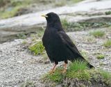 Alpenkauw / Alpine Chough or Yellow-billed Chough