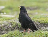 Alpenkauw / Alpine Chough or Yellow-billed Chough