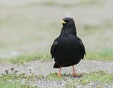 Alpenkauw / Alpine Chough or Yellow-billed Chough