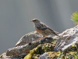 Alpenheggenmus / Alpine Accentor