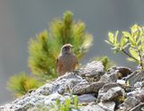 Alpenheggenmus / Alpine Accentor