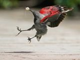Rotskruiper / Wallcreeper
