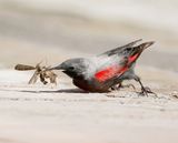 Rotskruiper / Wallcreeper