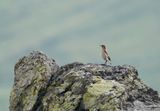 Tapuit / Northern Wheatear
