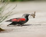 Rotskruiper / Wallcreeper