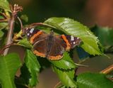 Atalanta / Red Admiral