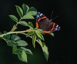 Atalanta / Red Admiral