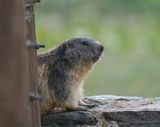 Alpenmarmot / Alpine Marmot