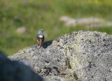 Rode Rotslijster / Common Rock Thrush