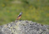 Rode Rotslijster / Common Rock Thrush