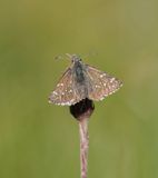 Donker Spikkeldikkopje / Dusky Grizzled Skipper