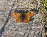 Westelijke Parelmoervlinder / Meadow Fritillary