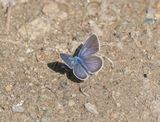 Klaverblauwtje / Mazarine Blue