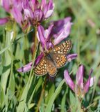 Moerasparelmoervlinder / Marsh Fritillary