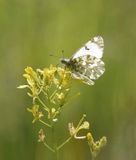 Bergmarmerwitje / Mountain Dappled White