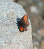 Alpen-zijde Erebia / Mnestras Ringlet
