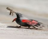 Rotskruiper / Wallcreeper