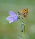 Morgenrood / Scarce copper