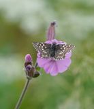 Zuidelijke Aardbeivlinder / Southern Grizzled Skipper