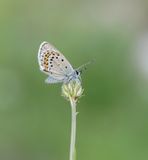 Vals Heideblauwtje / Idas Blue