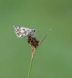 Voorjaarsspikkeldikkpje / Olive Skipper