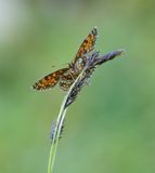 Woudparelmoervlinder / False Heath Fritillary