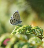 Veenbesblauwtje / Cranberry Blue