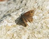 Kleine Rotsvlinder / Northern Wall Brown