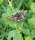 Oranjebonte Parelmoervlinder / Asian Fritillary