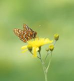 Oranjebonte Parelmoervlinder / Asian Fritillary