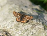 Oranjebonte Parelmoervlinder / Asian Fritillary