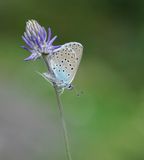 Tijmblauwtje / Large Blue
