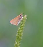Zwartsprietdikkopje / Essex Skipper