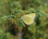 Veengeeltje / Moorland Clouded Yellow