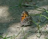 Heivlinder / Grayling