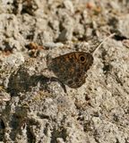 Argusvlinder / Wall Brown