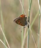 Kleine Vuurvlinder / Small Copper