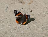 Atalanta / Red Admiral