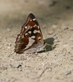 Grote Weerschijnvlinder / Purple Emperor